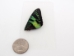 Moth Wing: Urania ripheus: Front Wing - 1265-01F (Y2I)