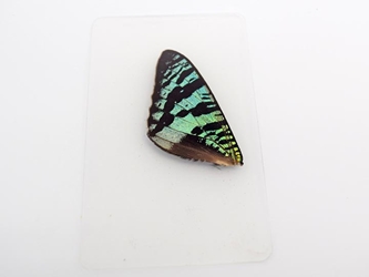 Moth Wing: Urania ripheus: Front Wing 