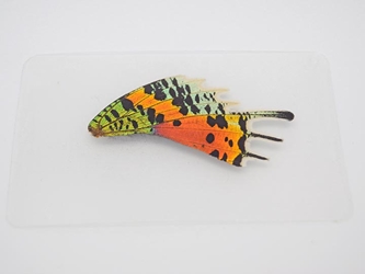 Moth Wing: Urania ripheus: Rear Wing 