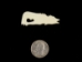 Howling Wolf Bone Pendant with Hole - 128-130H (Y1LC02)