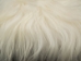 Icelandic Sheepskin Project Piece: Creamy White (12" x 12") - 1301-WH-1212 (Y1LRD)