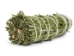 4"-5" Rosemary Bundle - 1326-10-04 (Y3L)