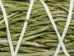 4"-5" Rosemary Bundle - 1326-10-04 (Y3L)