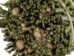 4"-5" Rosemary Bundle - 1326-10-04 (Y3L)