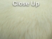 Dyed Better Rabbit Skin: Cream - 134-002 (Y2ERJ)