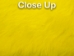Dyed Better Rabbit Skin: Yellow - 134-006 (Y2ERK)