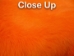 Dyed Better Rabbit Skin: Orange - 134-012 (Y2ERK)