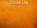 Dyed Better Rabbit Skin: Burnt Orange - 134-013 (Y2ERJ)