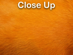 Dyed Better Rabbit Skin: Burnt Orange 