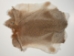 Better Rabbit Skin: Bunny Brown - 134-01NBB (Y2ERQ)