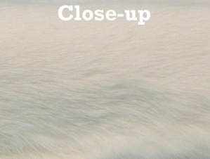 Spanish Garment Rabbit Skin: Bleached White 