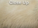 Dyed Better Rabbit Skin: Tan - 134-041 (Y2ERJ)