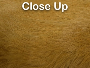 Dyed Better Rabbit Skin: Golden Brown 