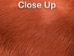 Dyed Better Rabbit Skin: Rusty Brown - 134-051 (Y2E)