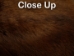 Dyed Better Rabbit Skin: Dark Brown - 134-073 (Y2ERJ)
