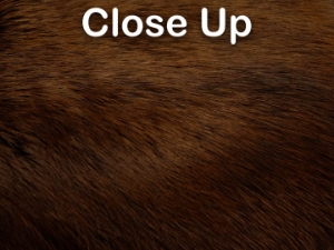 Dyed Better Rabbit Skin: Dark Brown 