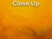 Dyed Better Rabbit Skin: Fluorescent Orange - 134-503 (Y2ERL)