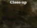 Dyed Better Rabbit Skin: Dark Olive - 134-901 (Y2ERJ)