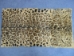 Long Hair Printed #1 Rabbit Plate: Leopard Pattern - 140-1L-LE (Y2DRM)
