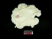 #1 Rex Rabbit: White: Medium - 142-11B (Y1JRC)
