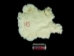 #1 Rex Rabbit: White: Small - 142-11C (Y1JRF)