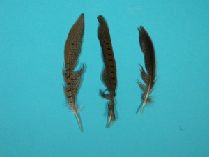 Ringneck Pheasant Tail Feather 