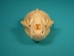 North American Badger Skull - 15-201 (Y1XC09)