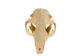 Beaver Skull - 15-202 (Y2JC04)