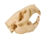Beaver Skull - 15-202 (Y2JC04)