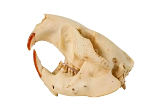 Beaver Skull 