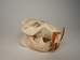 Beaver Skull - 15-202 (B)