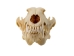 Coyote Skull: #1 - 15-204-1 (Y2JC06)