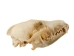 Coyote Skull: #1 - 15-204-1 (Y2JC06)