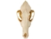 Coyote Skull: #1 - 15-204-1 (Y2JC06)