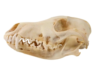 Coyote Skull: #1 