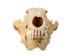 Coyote Skull: #2 - 15-204-2 (Y2JC09)