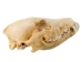 Coyote Skull: #2 - 15-204-2 (Y2JC09)