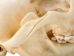 Coyote Skull: #2 - 15-204-2 (Y2JC09)
