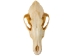 Coyote Skull: #2 - 15-204-2 (Y2JC09)