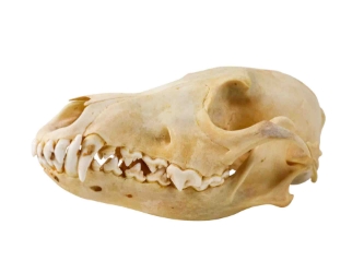 Coyote Skull: #2 