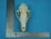 Arctic Fox Skull - 15-205-A (Y1L)