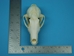 Arctic Fox Skull - 15-205-A (Y1L)