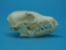 Arctic Fox Skull - 15-205-A (Y1L)
