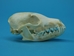 Arctic Fox Skull - 15-205-A (Y1L)