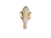 Red Fox Skull - 15-205-R (Y2JC01)