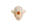 Red Fox Skull - 15-205-R (Y2JC01)