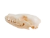 Red Fox Skull - 15-205-R (Y2JC01)
