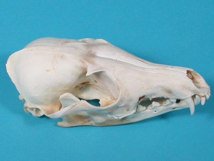 Red Fox Skull 