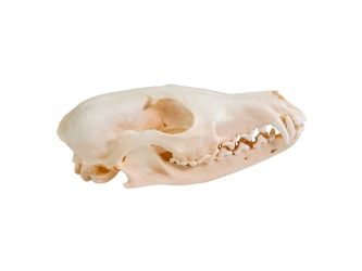 Red Fox Skull 