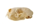 Mink Skull - 15-206 (Y2KC10)